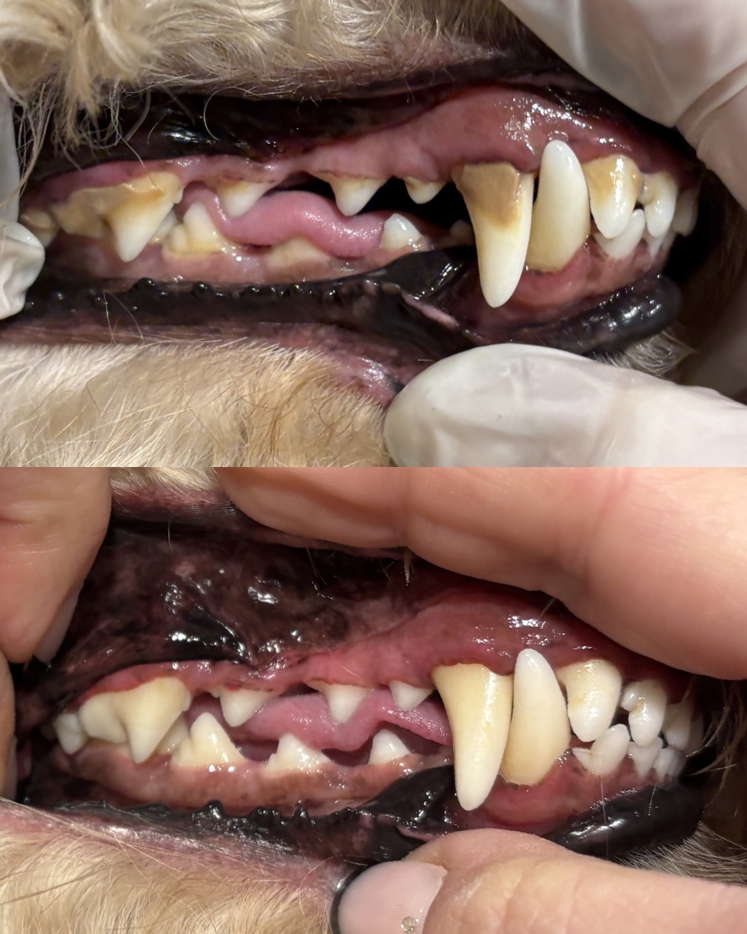 Limpieza dental canina